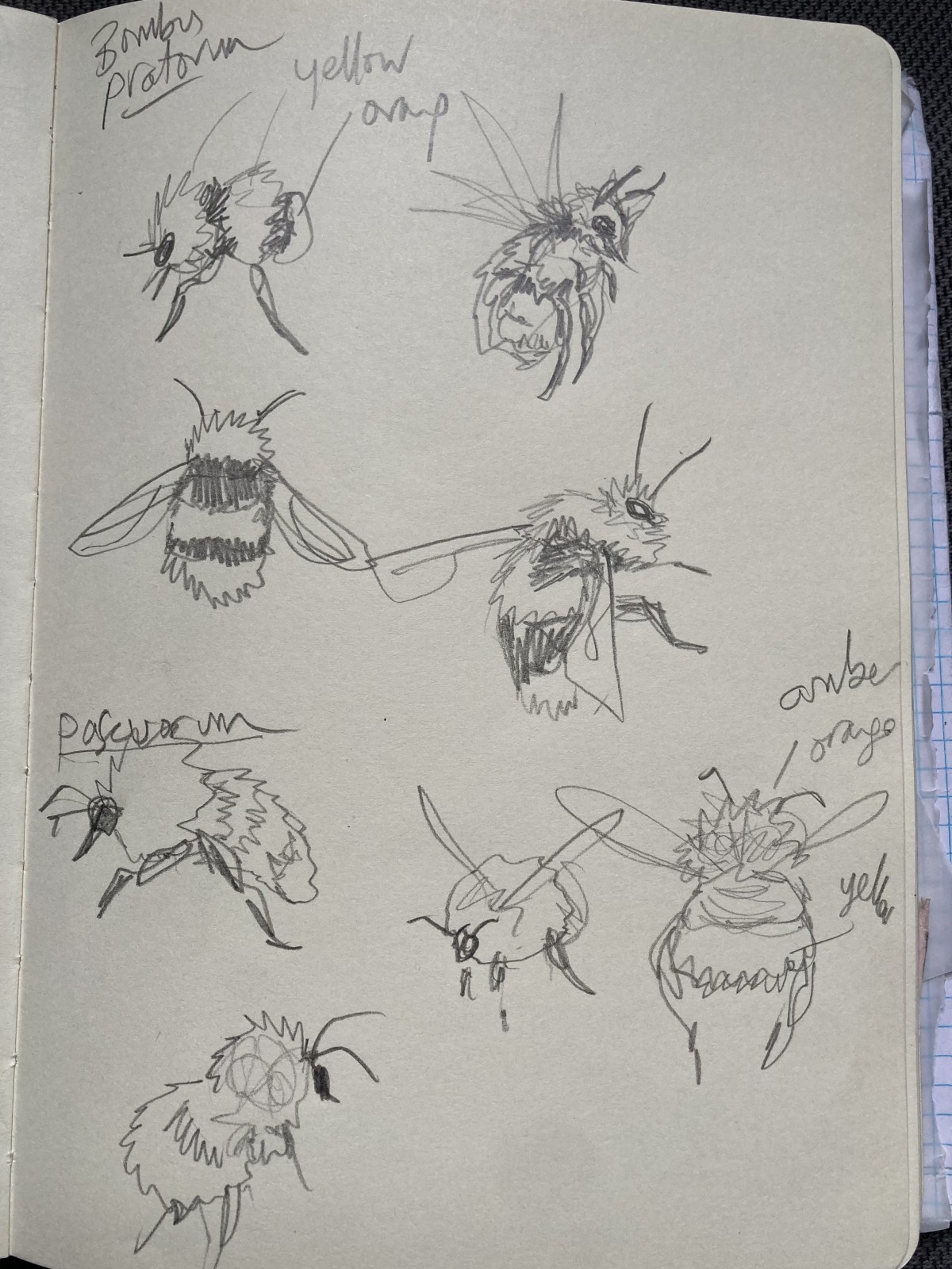 preparation/research sketches of the bee species