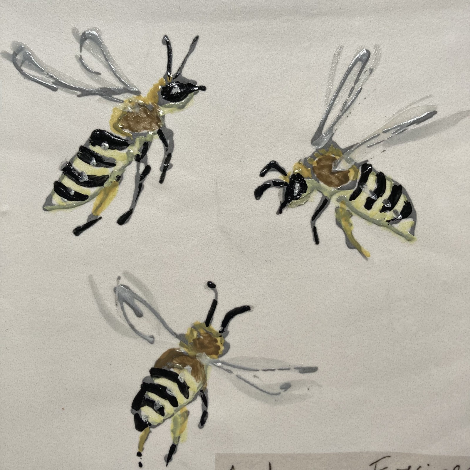 Detail of one of the bee species