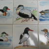 coast birds requested a few years ago<br/><a href="gallery/gallery/21/add/#comments">Add comment</a>