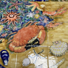 detail of brown crab and sunstars<br/><a href="gallery/gallery/311/add/#comments">Add comment</a>