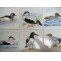examples of bespoke coast birds/marine life