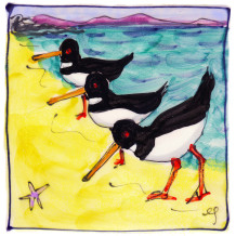 Triple Oystercatchers on a beach